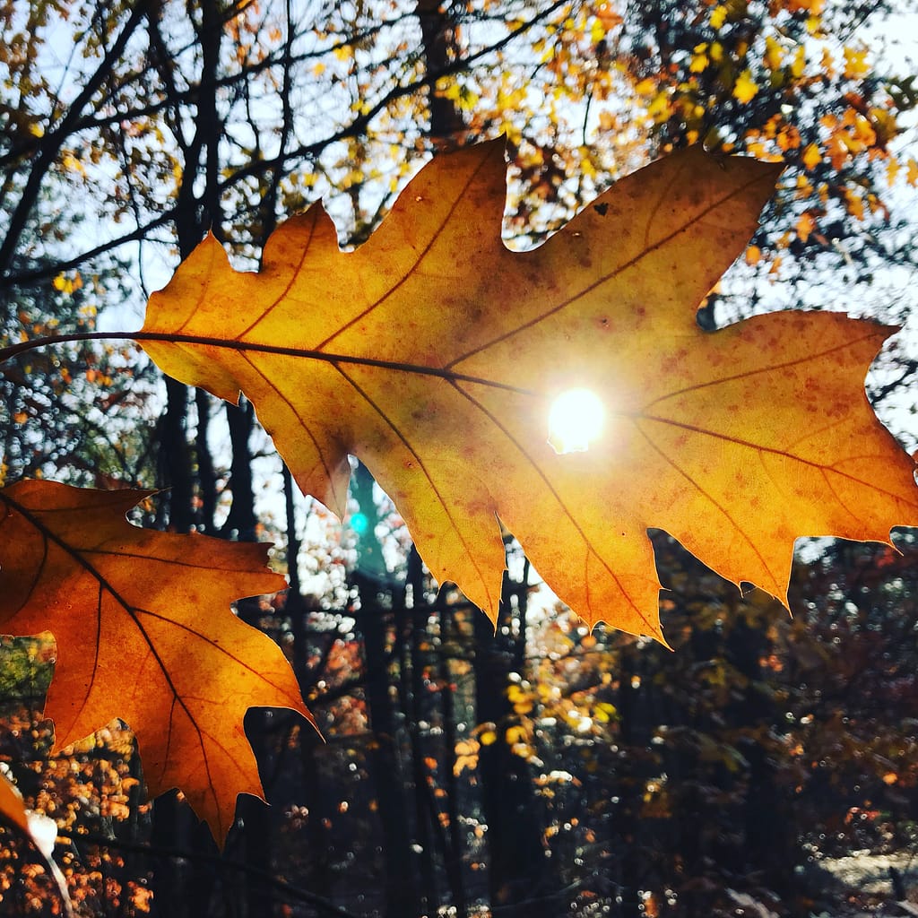 blad met zon voor energie en groei en ontwikkeling coaching mensgericht bos mogelijkheden en contact opnemen
